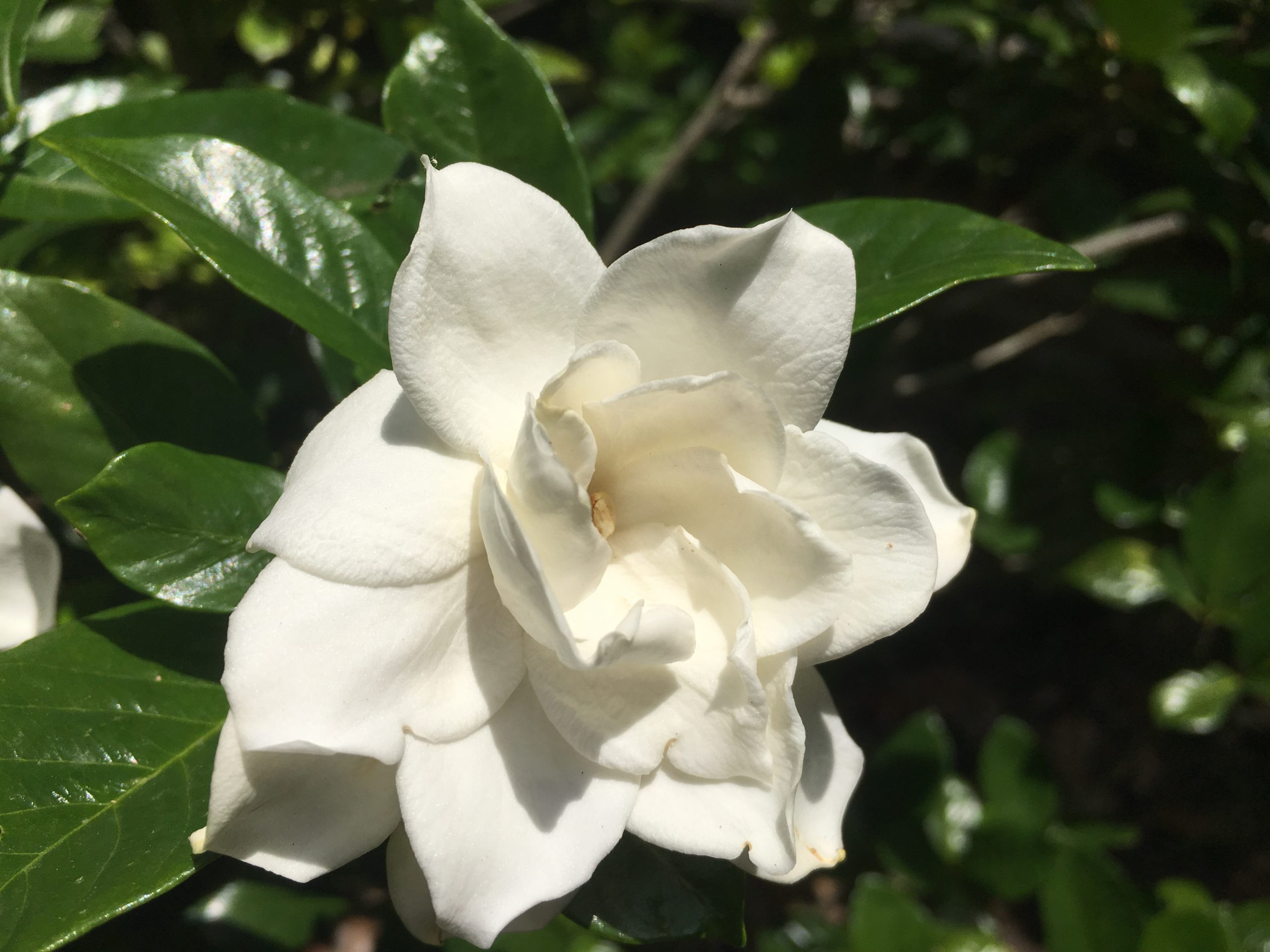 Gardenia-image