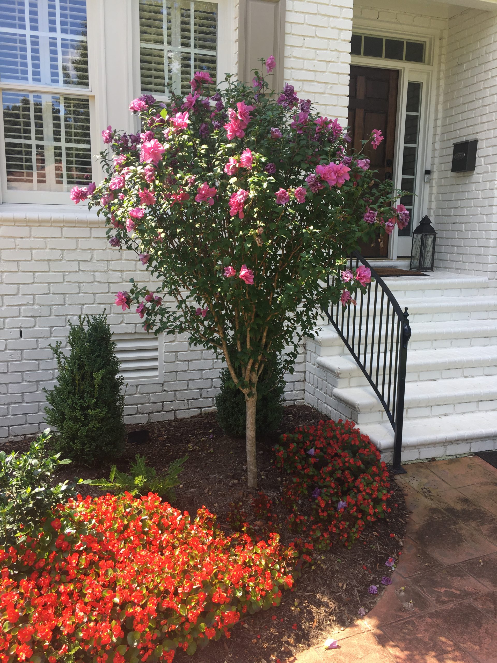 Rose of Sharon-image