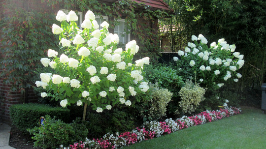 Tree Hydrangea-image