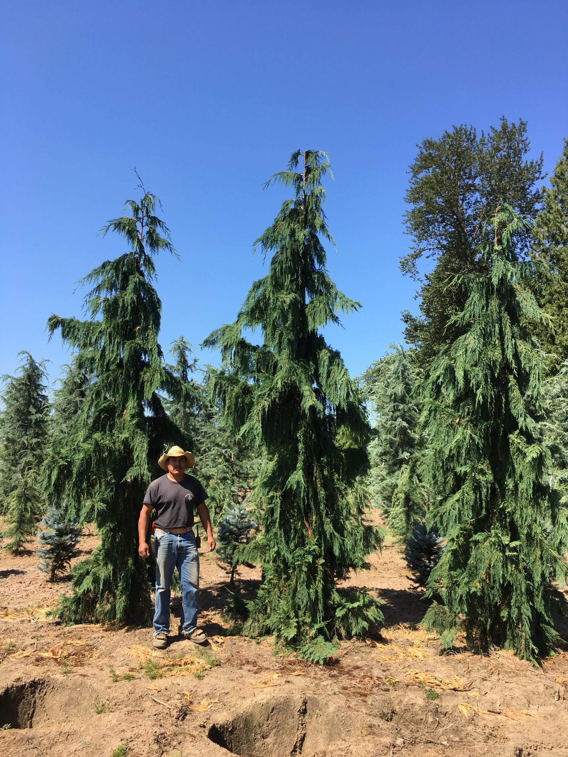 Weeping Alaska Cedar-image