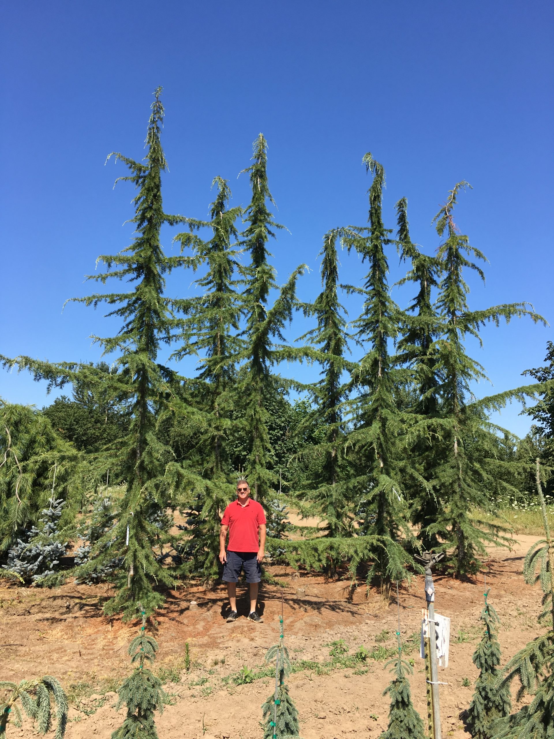 Weeping Cedar of Lebanon-image