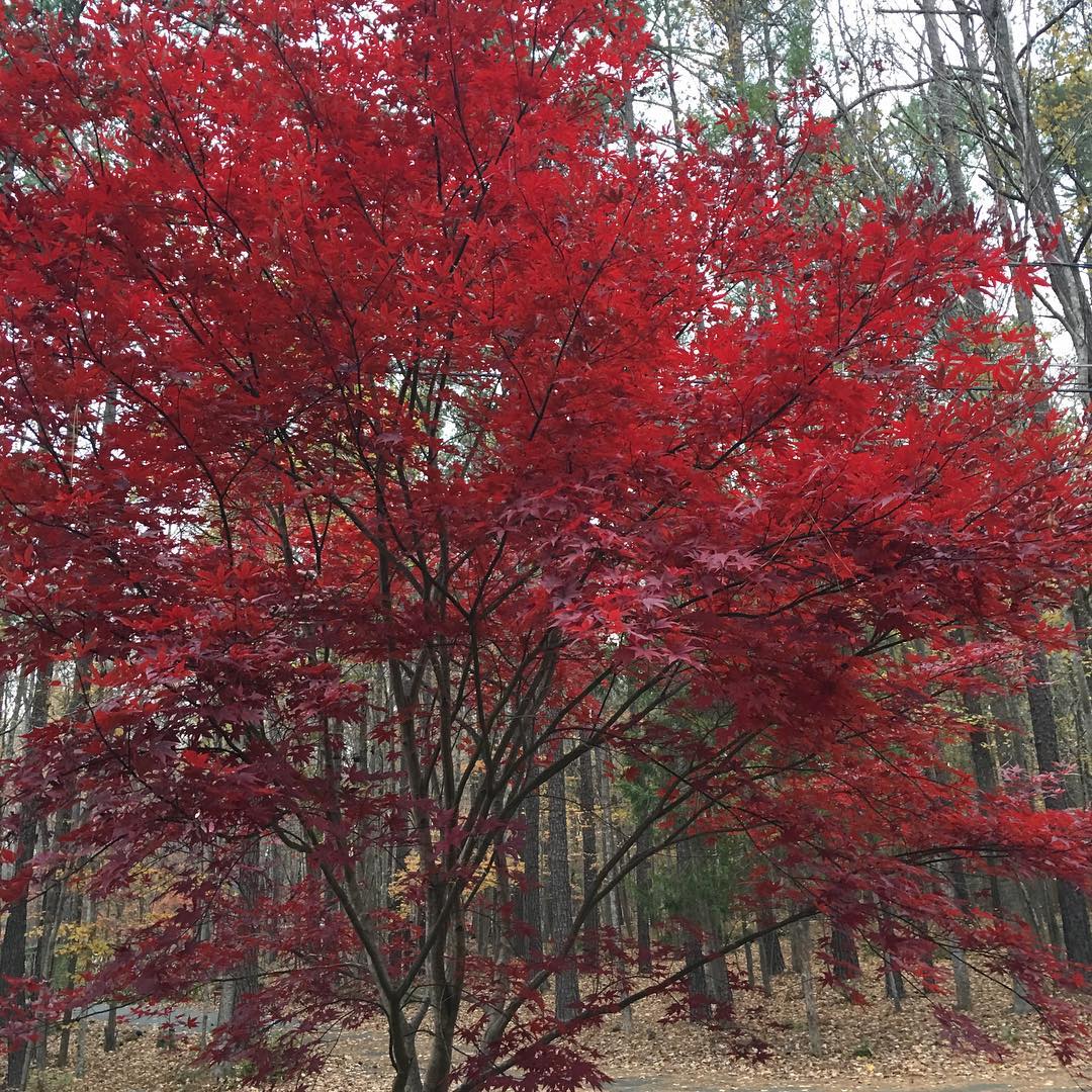 Bloodgood Japanese Maple in fall color on Thanksgiving Day in Chapel Hill, NC