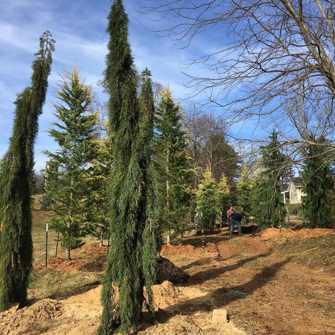 Weeping Giant Sequoias and other mature evergreens we planted on a farm near Asheville, NC in November, 2017