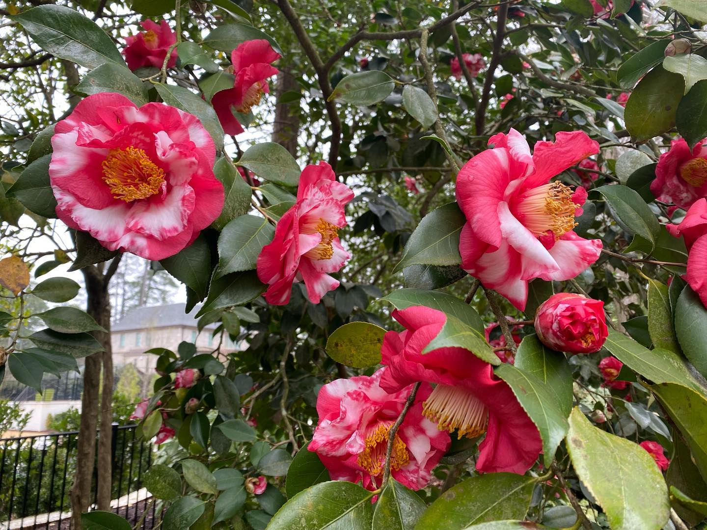 This ‘Governor Mouton’ Camellia is currently blooming in a Raleigh yard.
