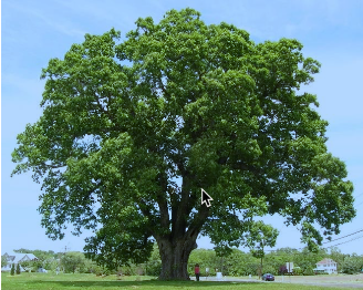 White Oak-image