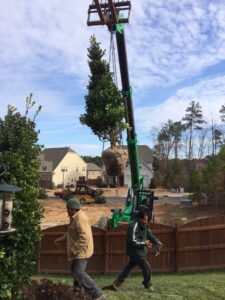 Plantings or Fence for privacy screening photo