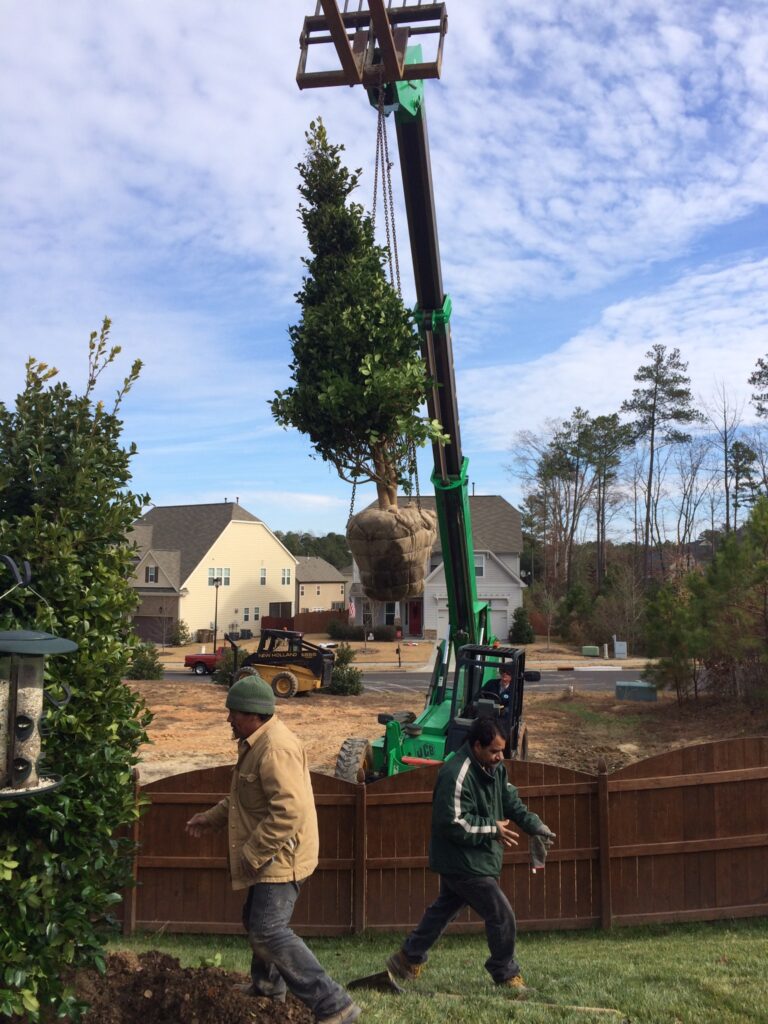 Plantings or Fence for privacy screening photo