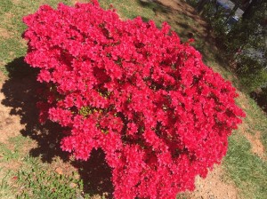 Azalea-In-Bloom