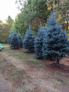 Blue-Fat-Albert-Spruce