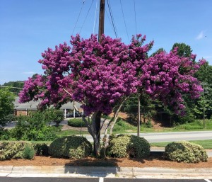 Catawba-Crape-Myrtle-In-Bloom