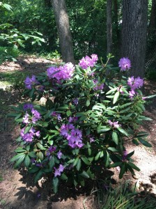 Catawba-Rhododendron