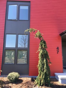 Chatham-Weeping-Norway-Spruce