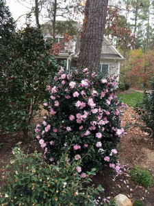 Cotton-Candy-Camellia