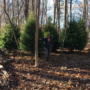 Eastern-Canada-Hemlock