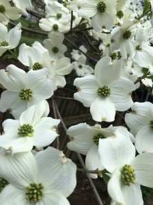 Eastern-Dogwood