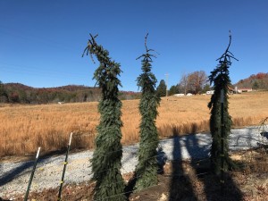 IMG 0065