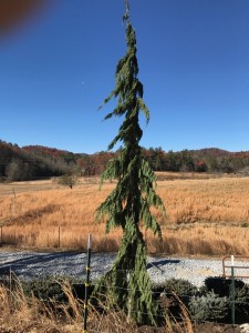 IMG 0066