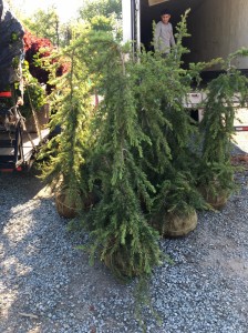 Kashmir-Deodar-Cedar