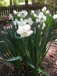 Mt-Hood-Daffodil
