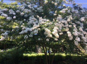 Naches-Crape-Myrtle
