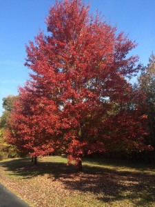 October-Glory-Red-Maple