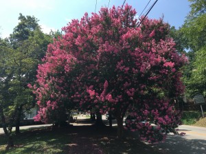 Pink-Crape-Myrtle-2