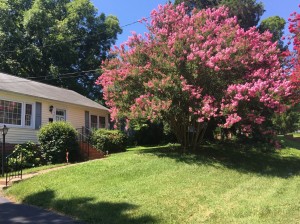 Pink-Crape-Myrtle