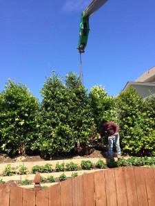 Planting-Emily-Brunner-Holly 