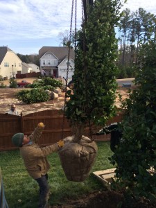 Planting-Emily-Brunner 
