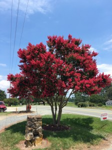 Red-Crape-Myrtle
