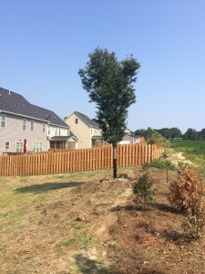 Shade-Tree-10     