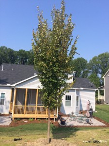 Shade-Tree-11     
