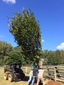 Shade-Tree-13     
