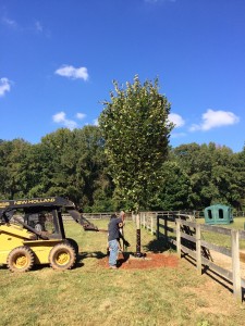 Shade-Tree-14     