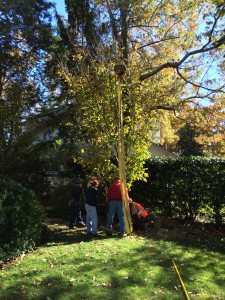 Shade-Tree-3     