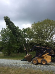 Shade-Tree-5     