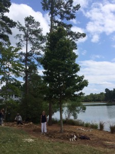 Shade-Tree-8     