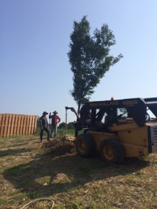 Shade-Tree-9     
