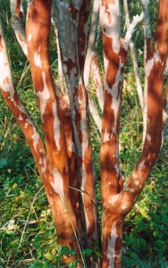 Townhouse-Crape-Myrtle-1