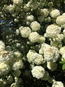 Viburnum