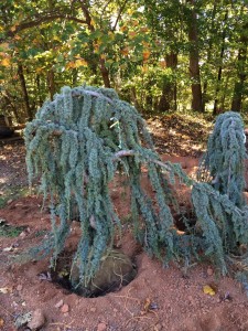 Weeping-Blue-Atlas-Cedar