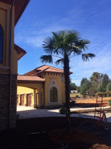 Windmill-Palm-16'